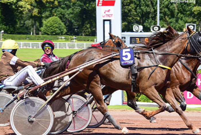 Cheval Coup Sur Du Jour