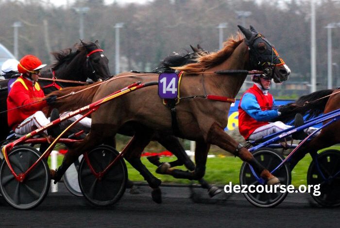 Lingodor Turf 2019 (2)