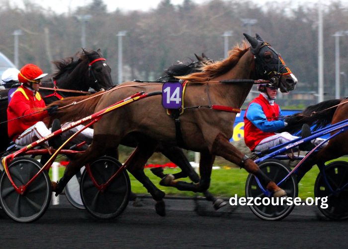Lingodor Turf 2019