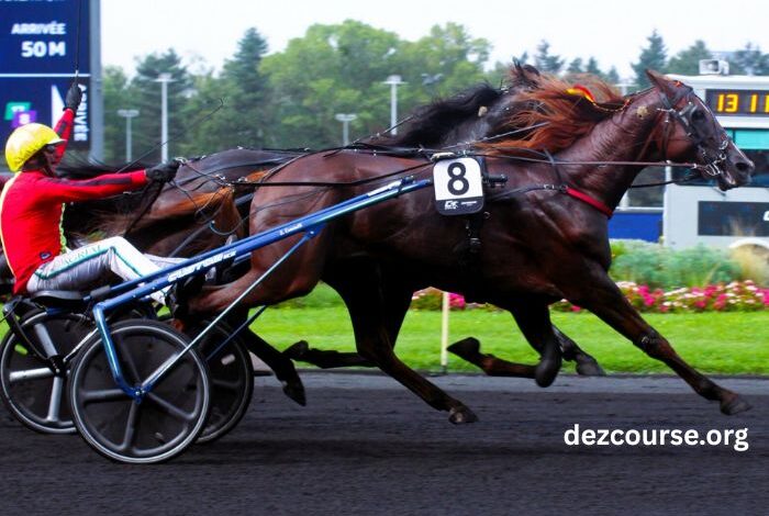 Roi Roi Du Tiercé