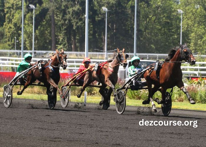 Geni Du Turf Vip (2)